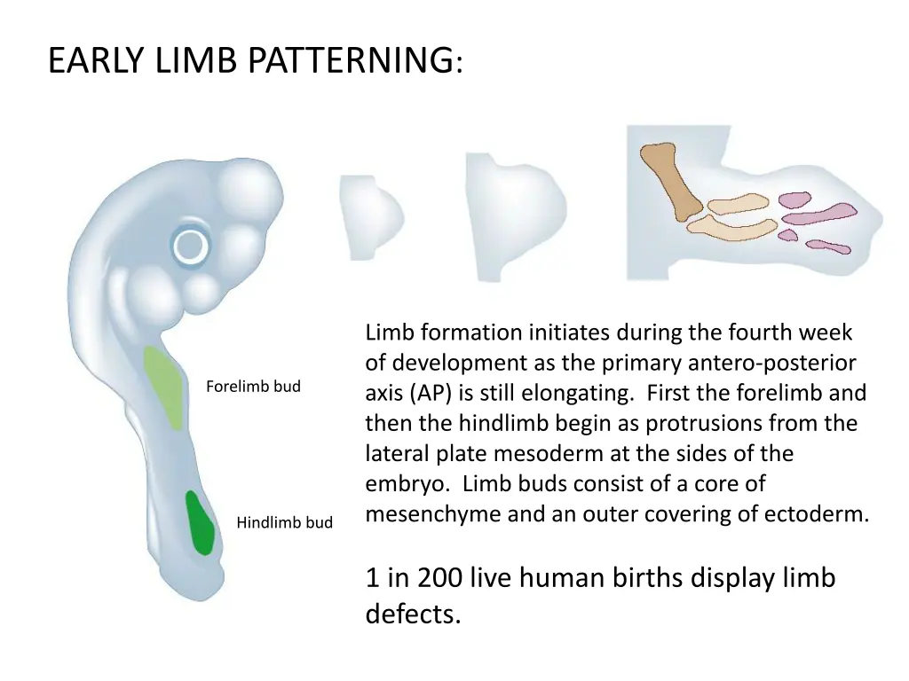 early limb patterning