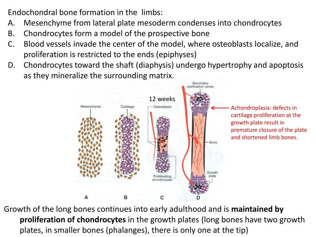 endochondral bone formation in the limbs