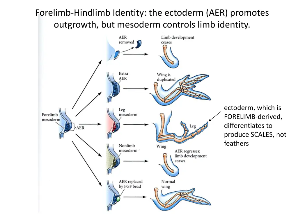 forelimb hindlimb identity the ectoderm