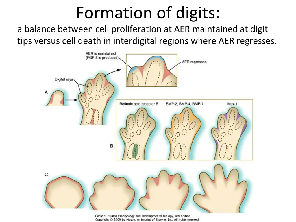 formation of digits a balance between cell