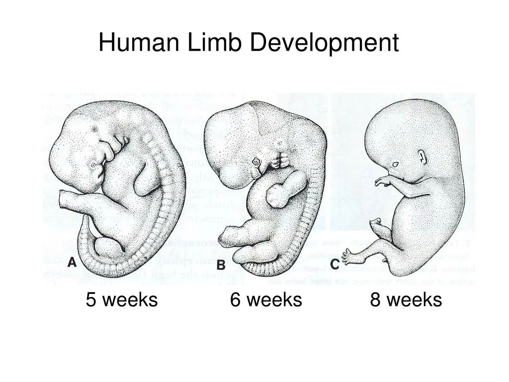 human limb development