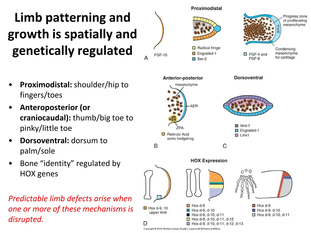 limb patterning and growth is spatially