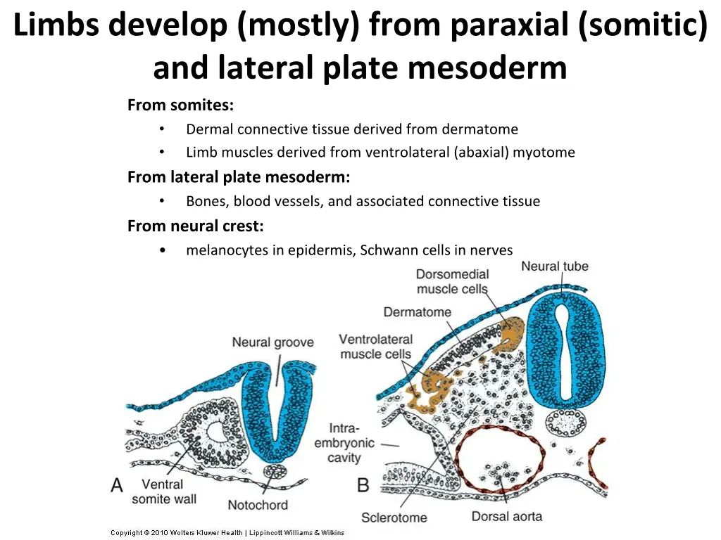 limbs develop mostly from paraxial somitic