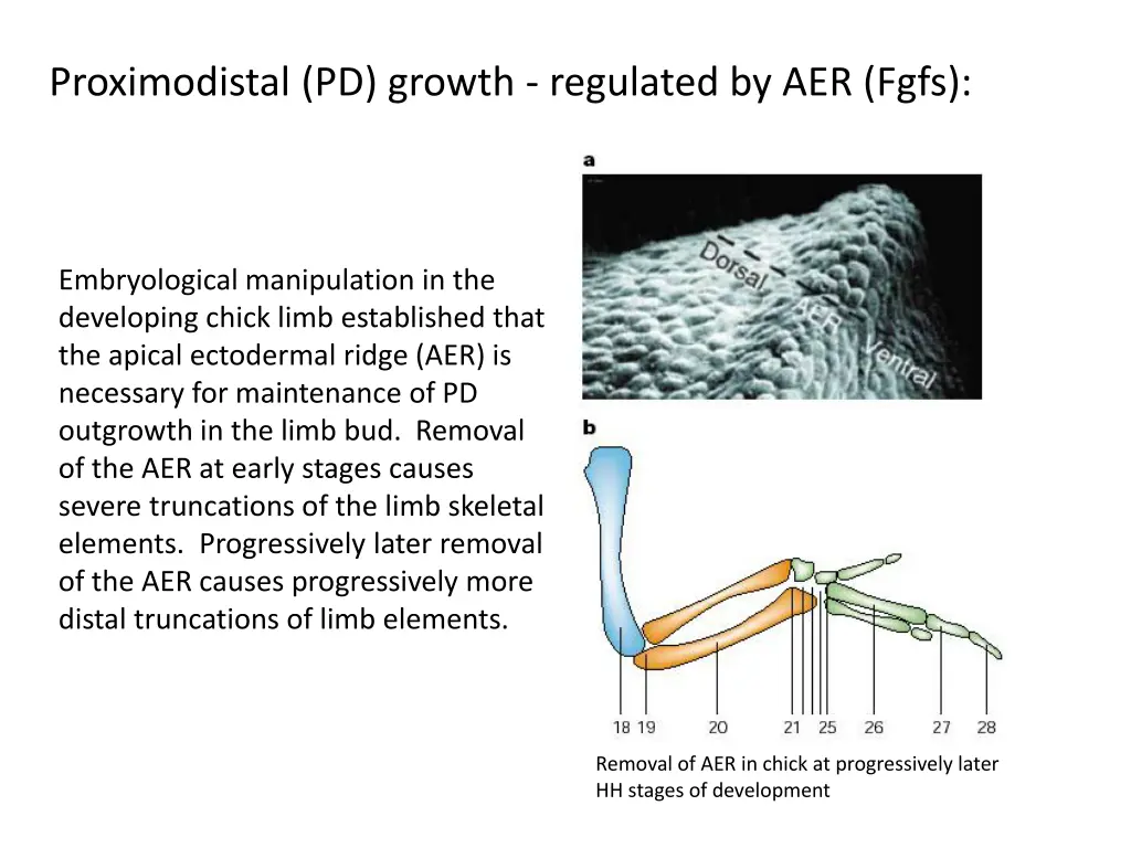 proximodistal pd growth regulated by aer fgfs