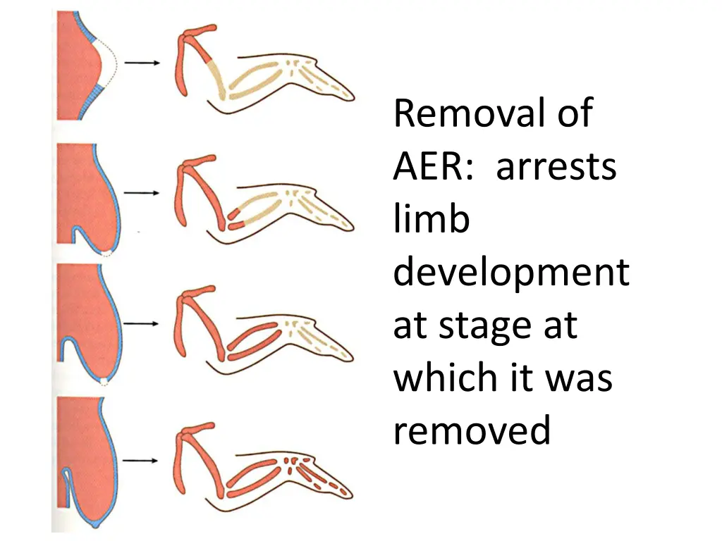 removal of aer arrests limb development at stage