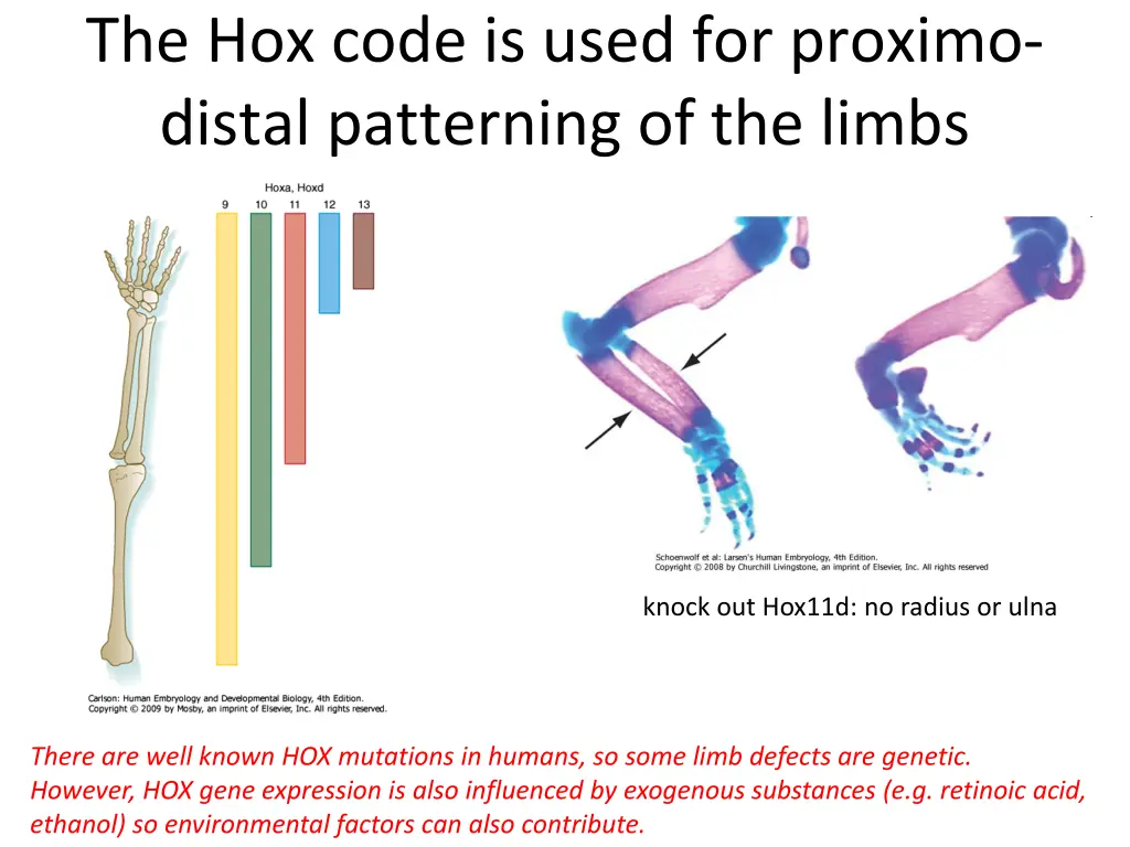 the hox code is used for proximo distal