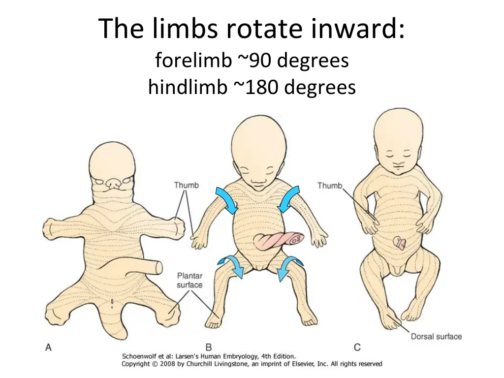 the limbs rotate inward forelimb 90 degrees