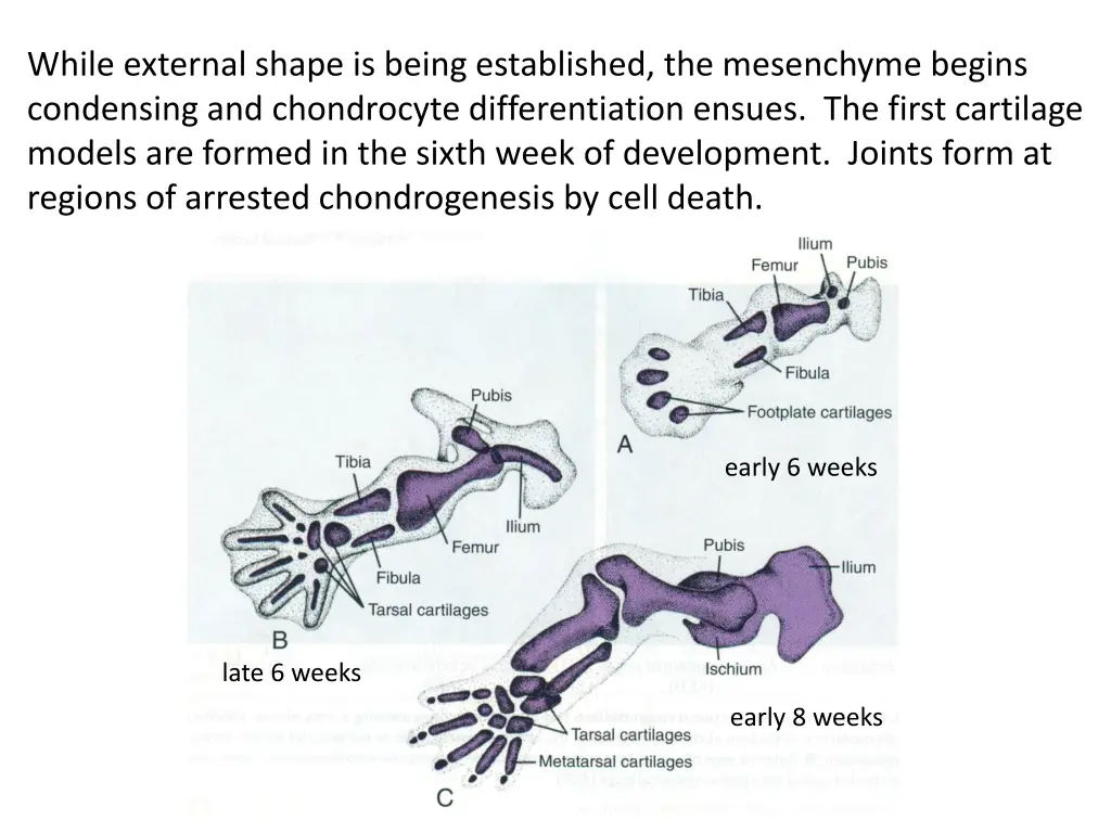 while external shape is being established