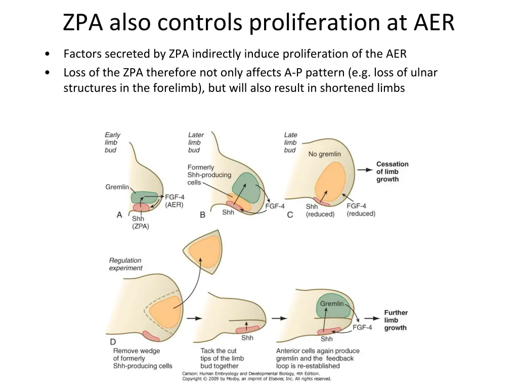 zpa also controls proliferation at aer