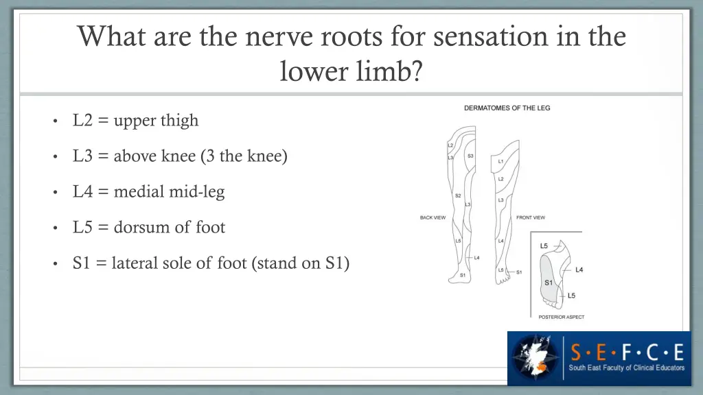 what are the nerve roots for sensation 1