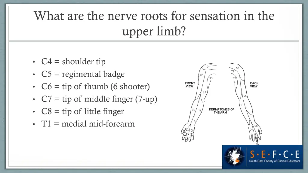 what are the nerve roots for sensation