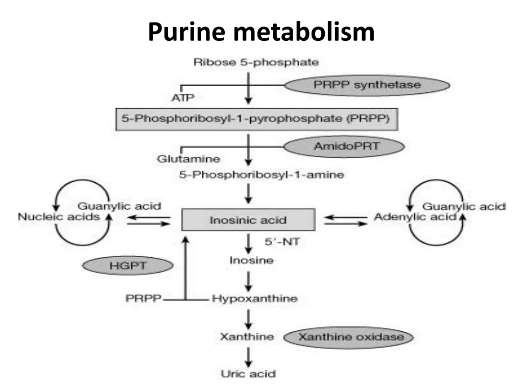 purine metabolism