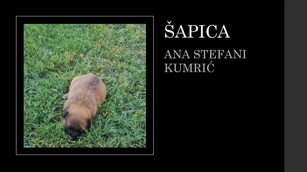 apica ana stefani kumri