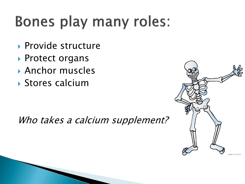 provide structure protect organs anchor muscles