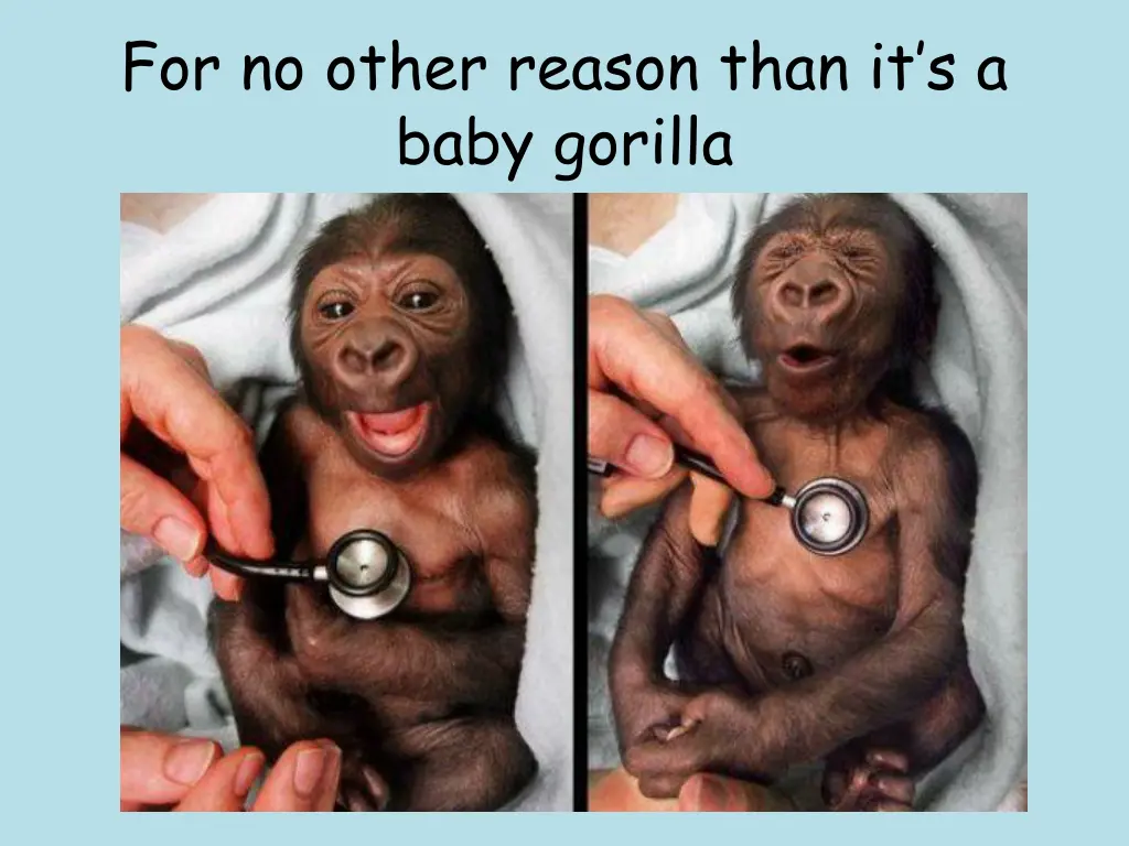 for no other reason than it s a baby gorilla