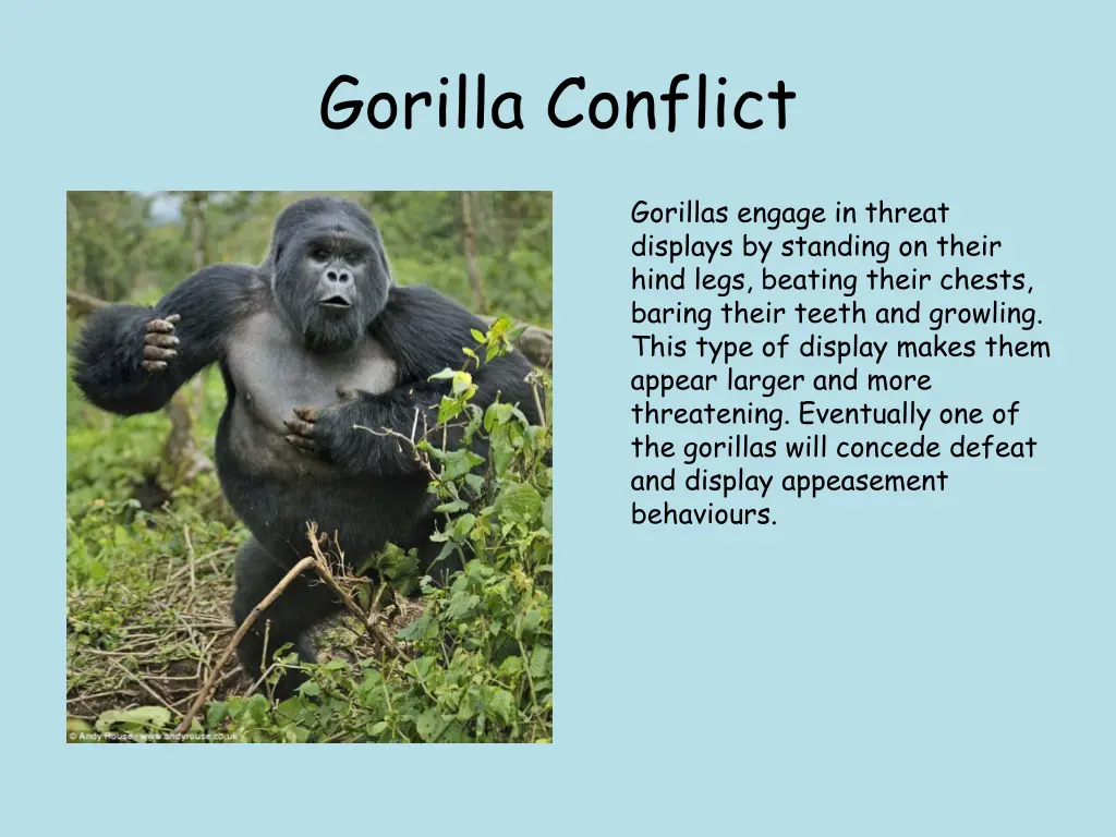 gorilla conflict