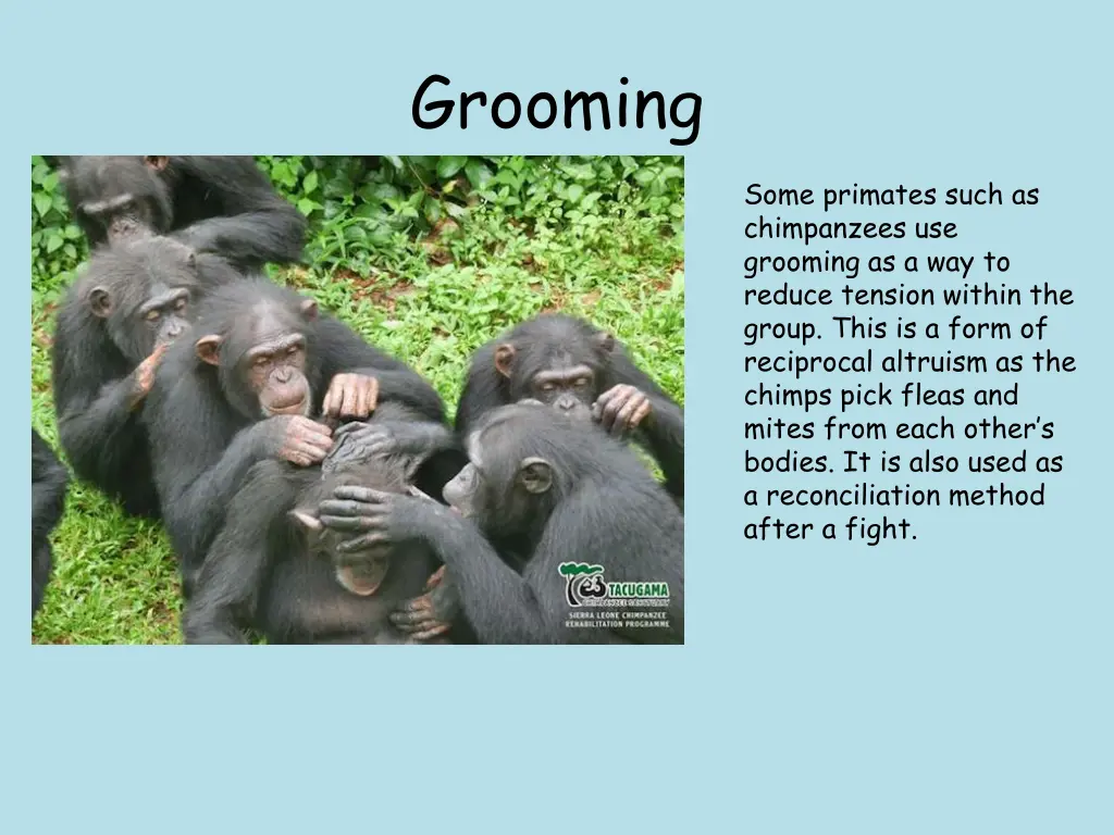 grooming