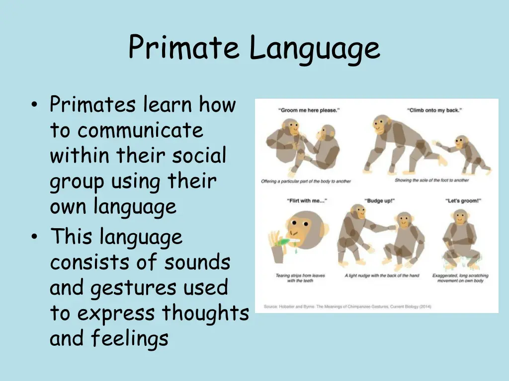 primate language