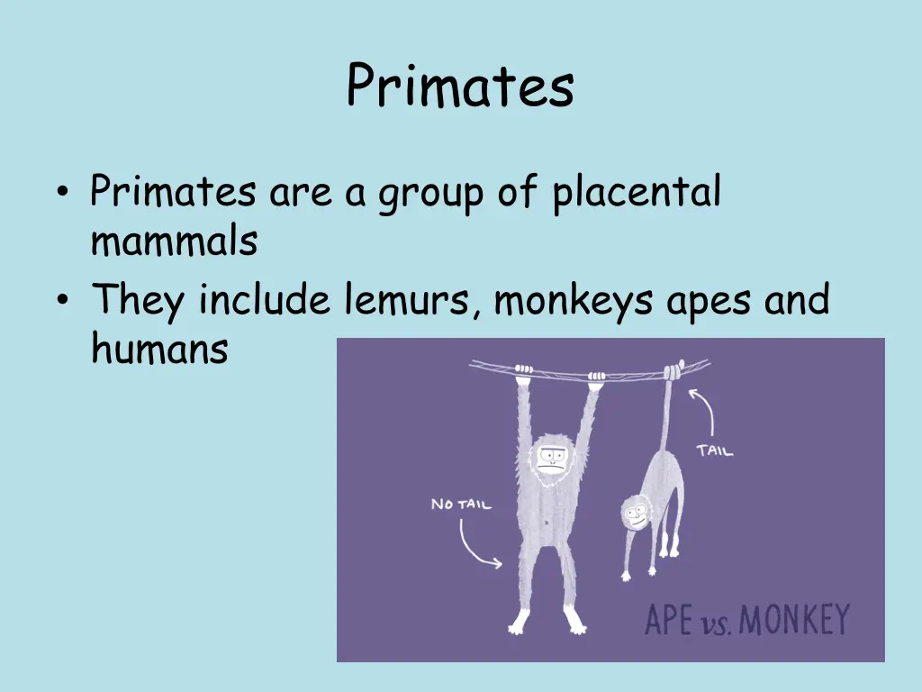 primates