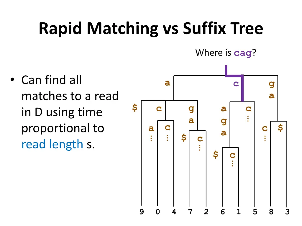 rapid matching vs suffix tree 1