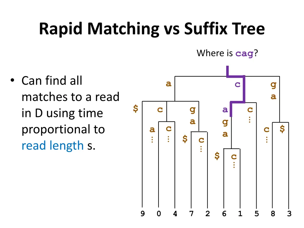 rapid matching vs suffix tree 2