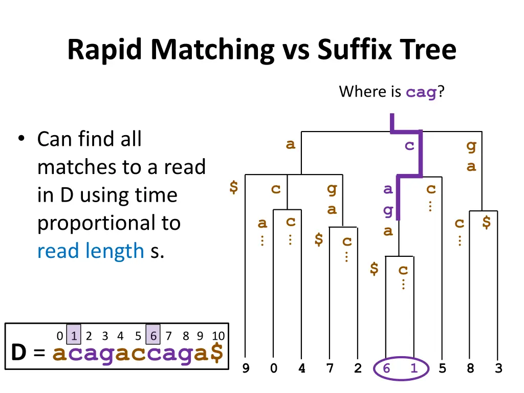 rapid matching vs suffix tree 3