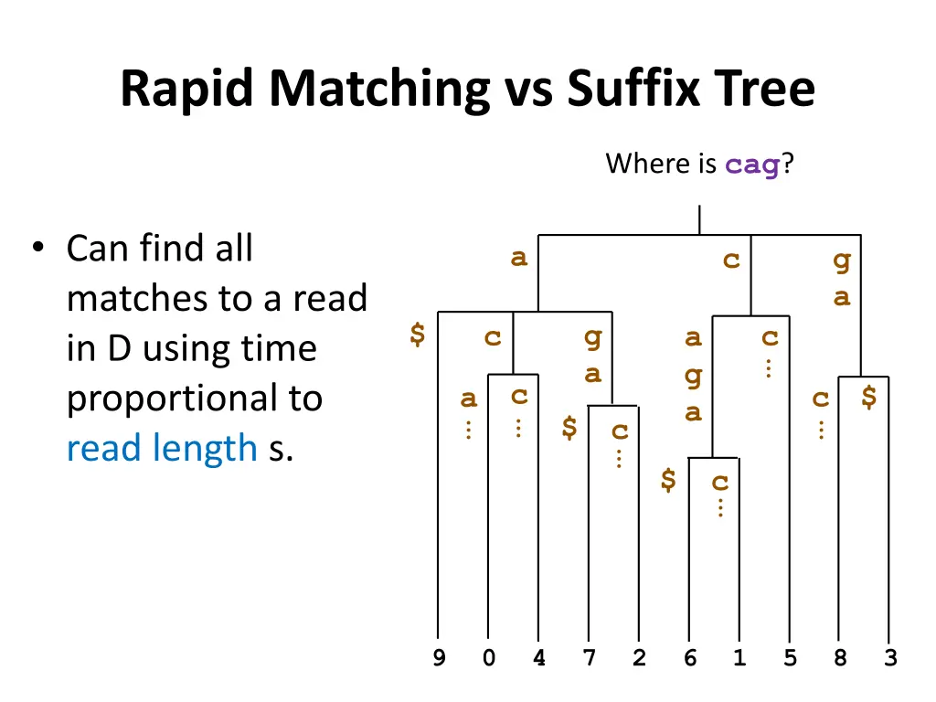 rapid matching vs suffix tree