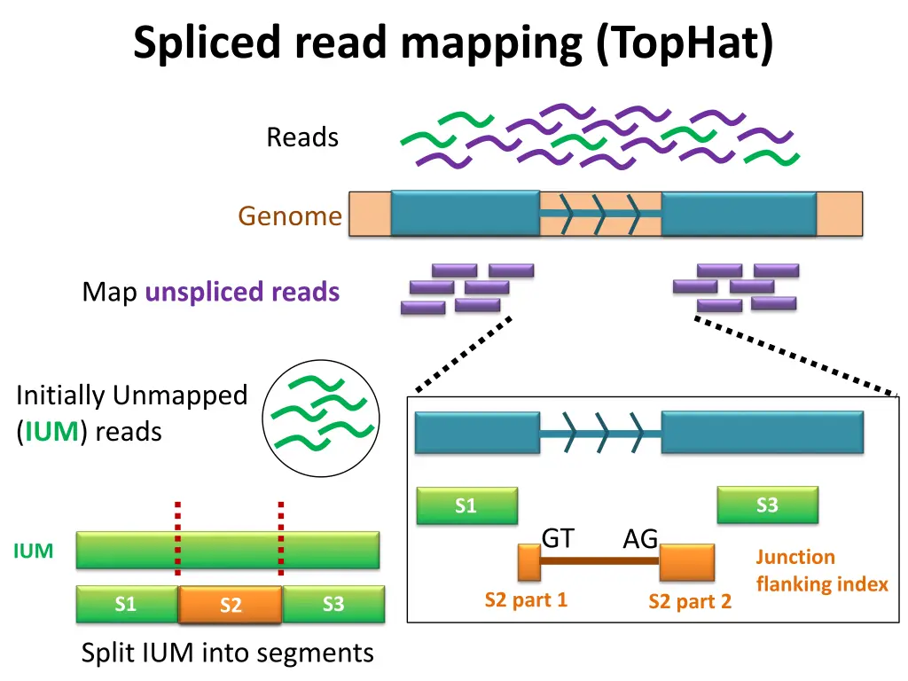 spliced read mapping tophat