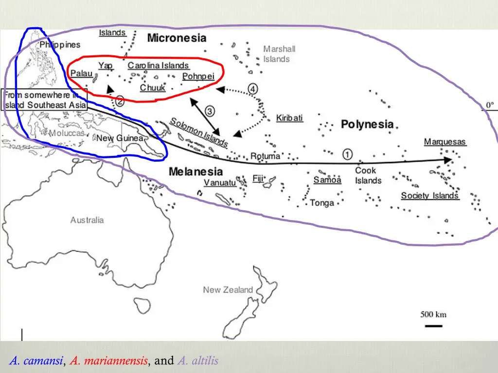 a camansi a mariannensis and a altilis