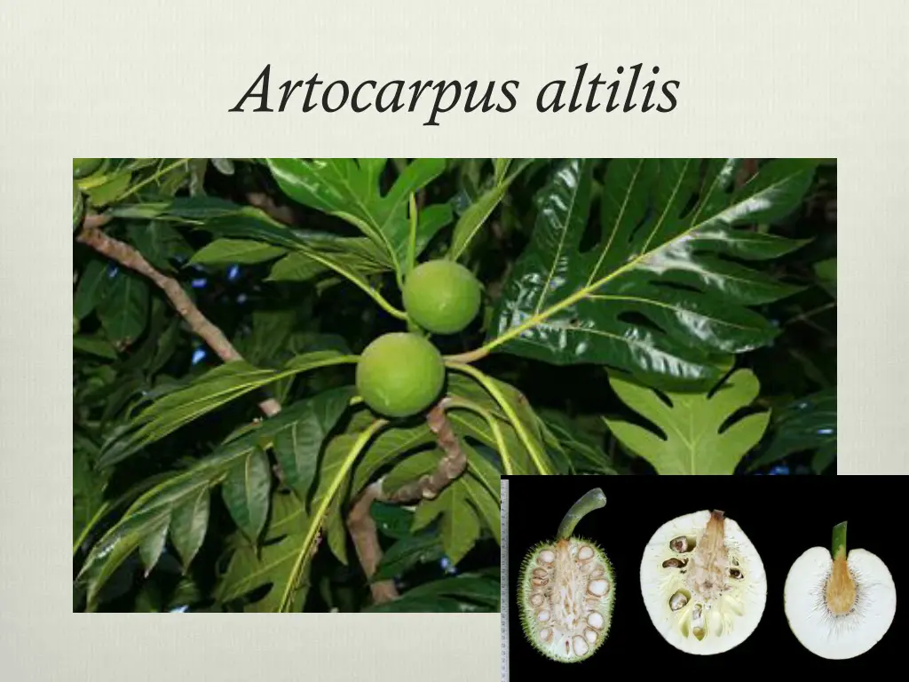 artocarpus altilis