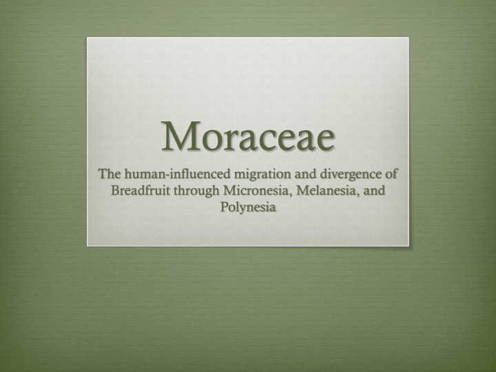 moraceae the human influenced migration