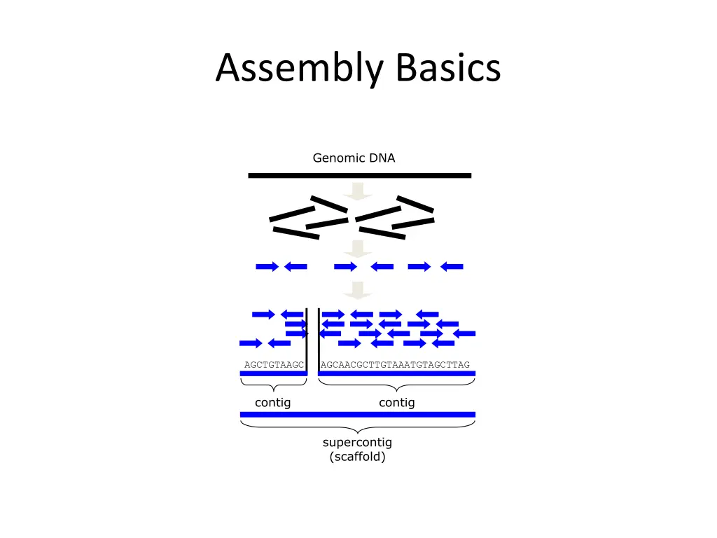 assembly basics