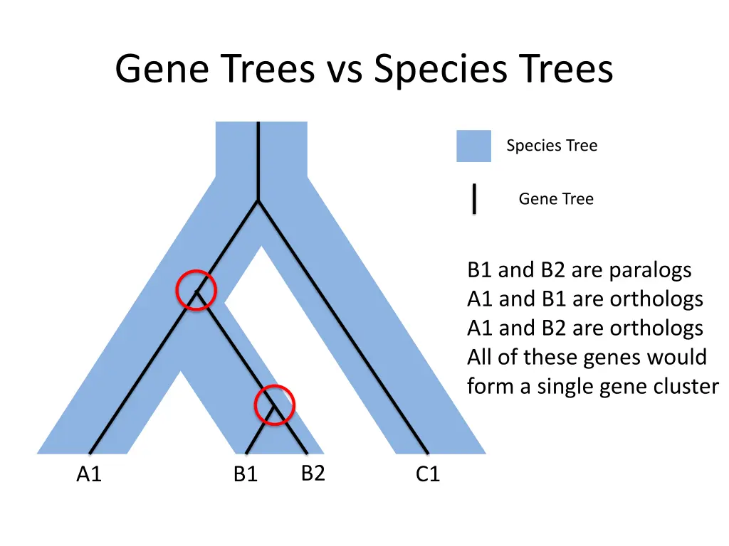 gene trees vs species trees 2