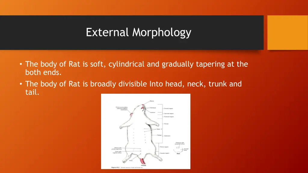 external morphology