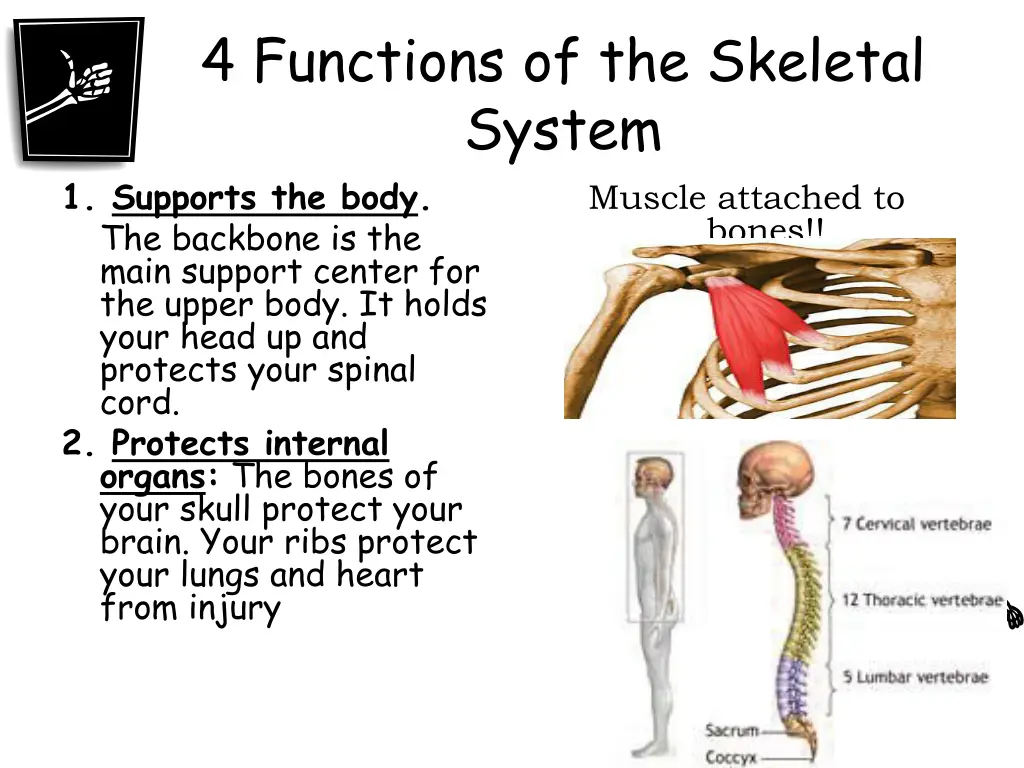 4 functions of the skeletal system 1 supports