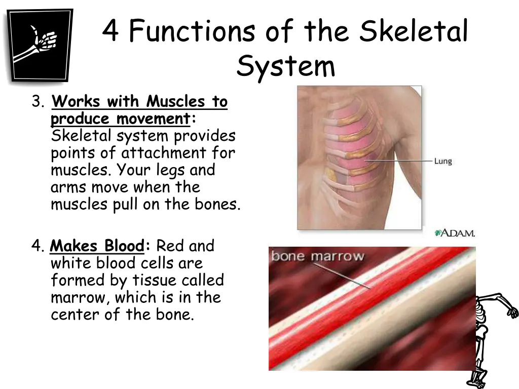 4 functions of the skeletal system 3 works with