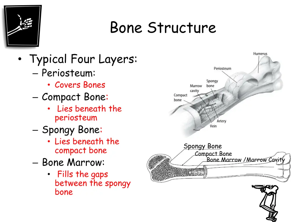 bone structure