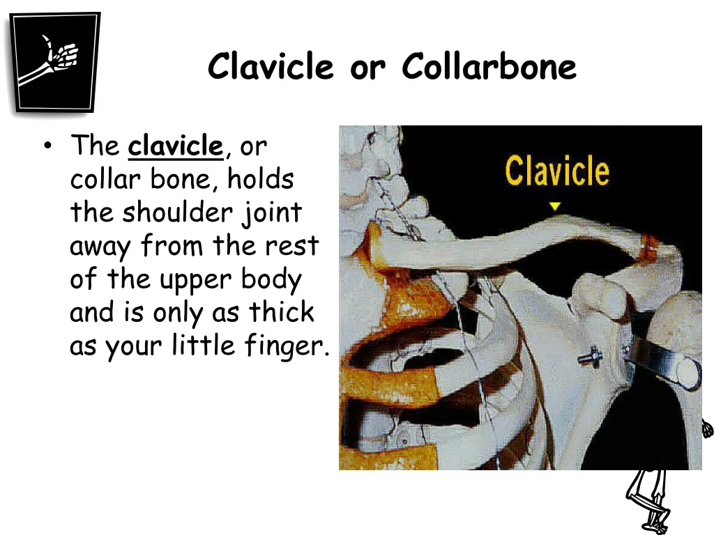 clavicle or collarbone