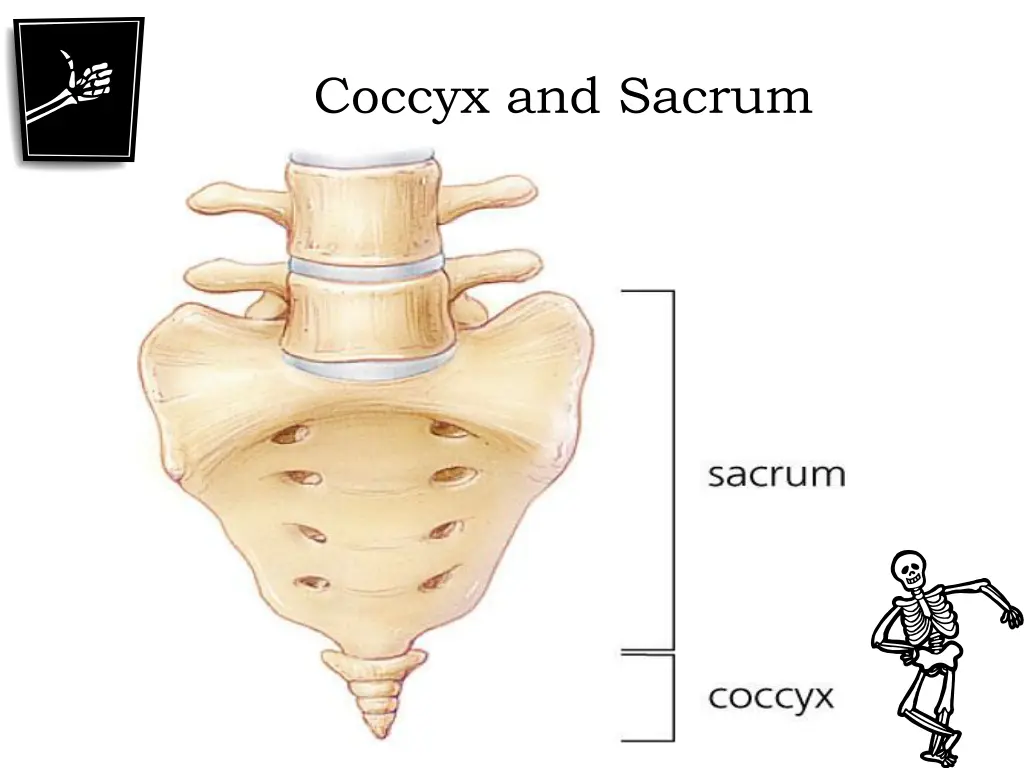 coccyx and sacrum