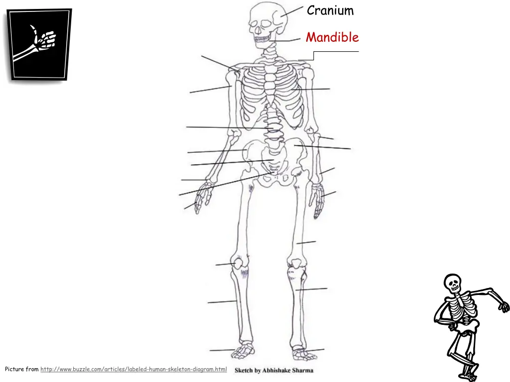 cranium 1