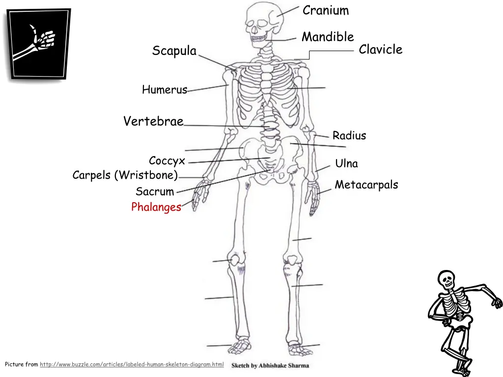 cranium 10