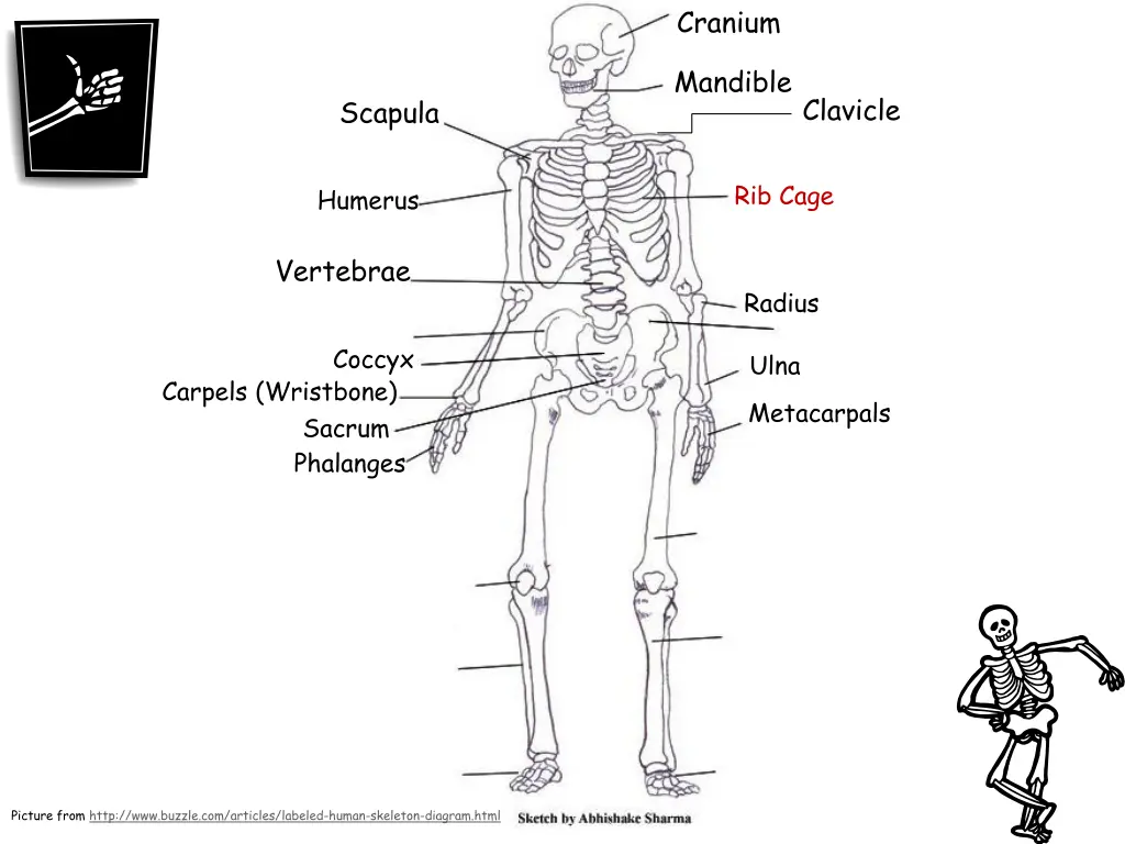 cranium 11