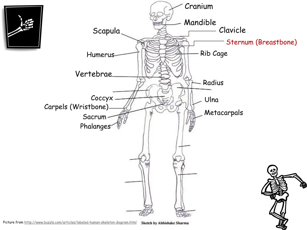 cranium 12