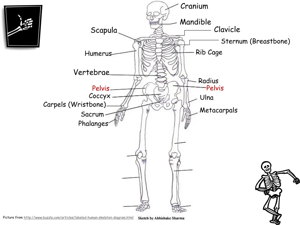 cranium 13