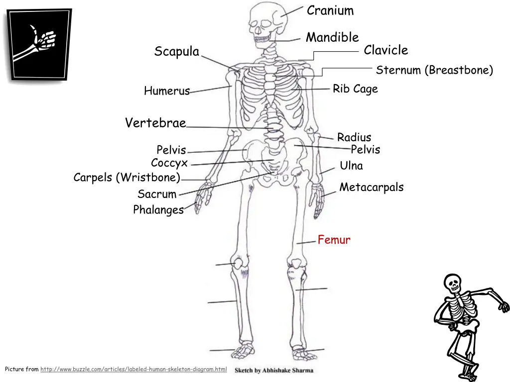 cranium 14