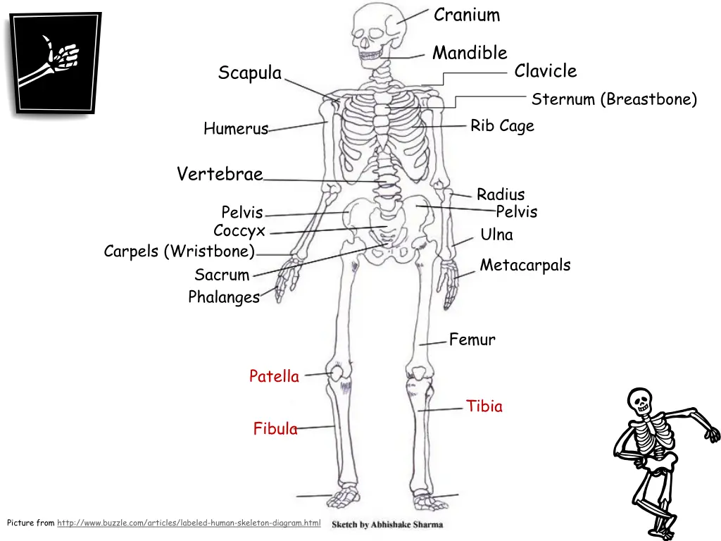 cranium 15