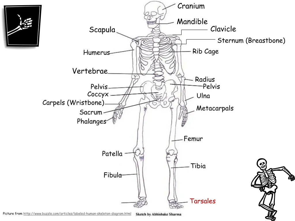 cranium 16