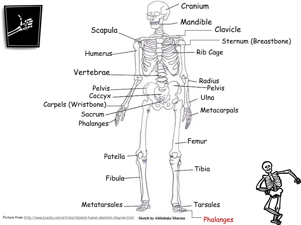 cranium 18