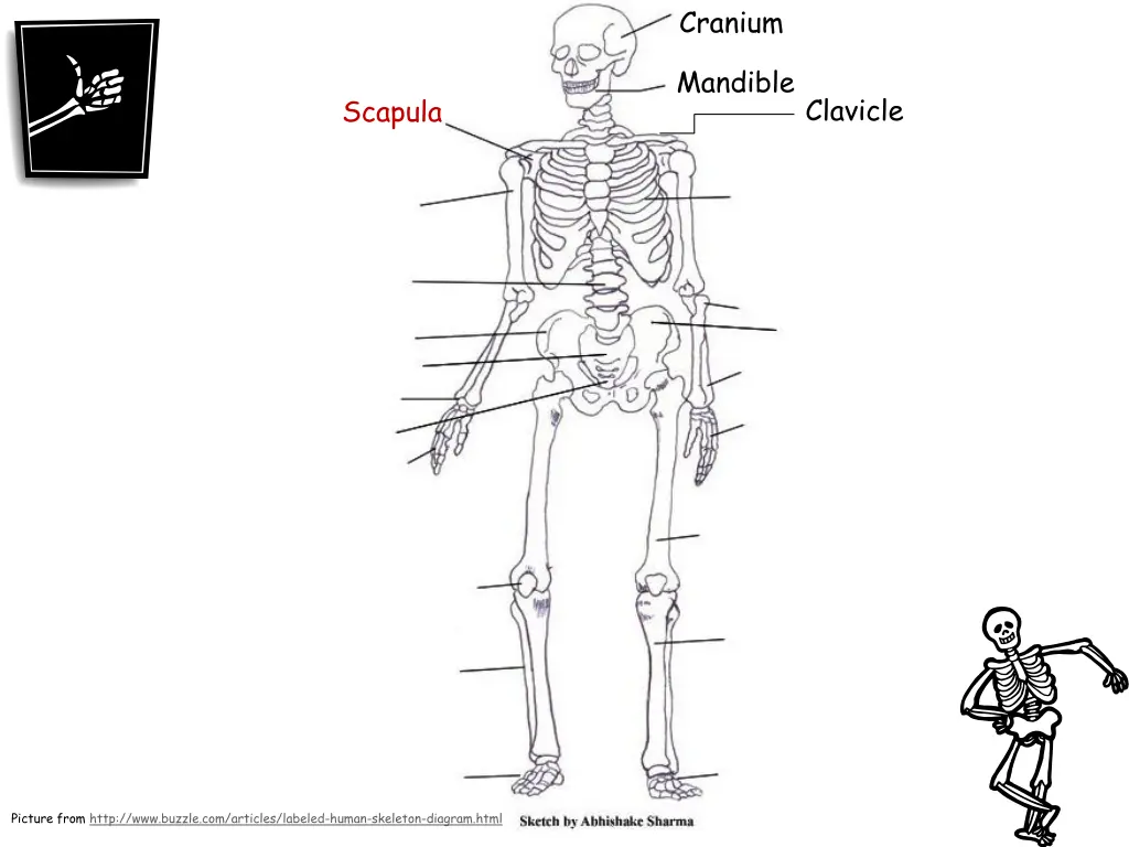 cranium 3