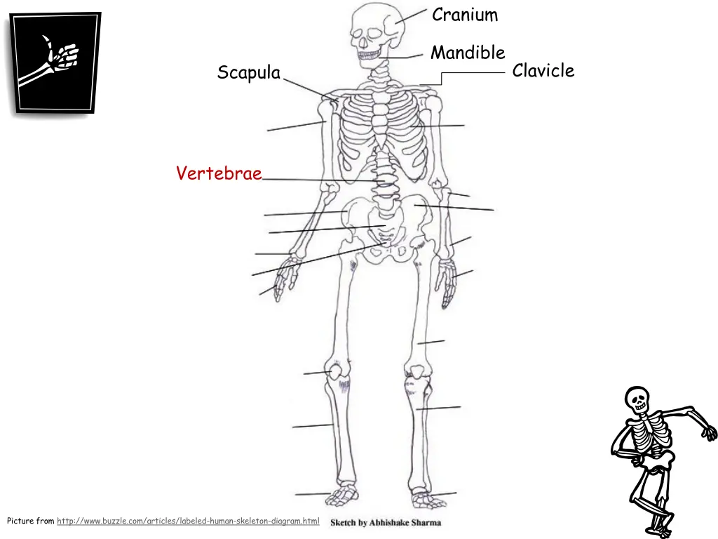 cranium 4